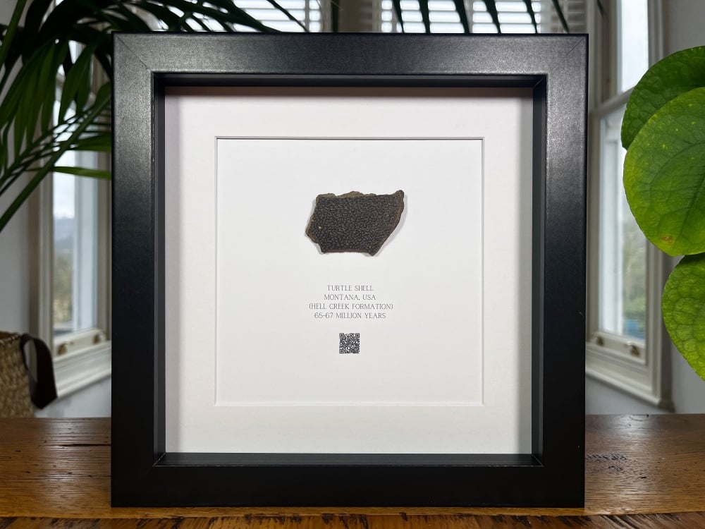 Turtle Shell in Frame