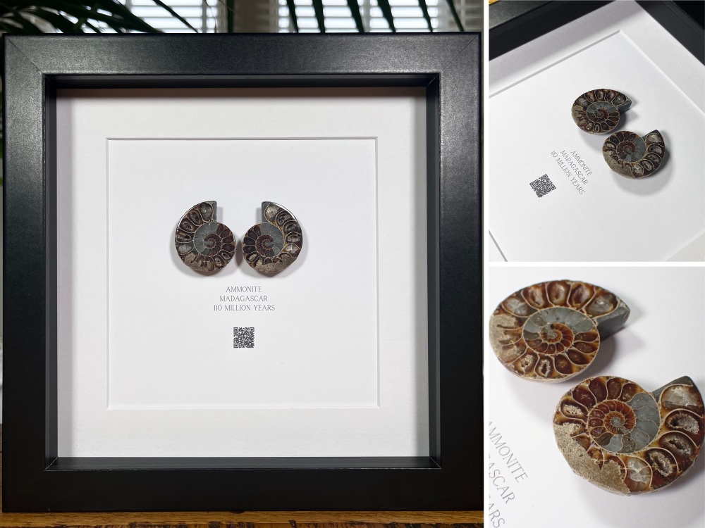 Ammonite in Frame