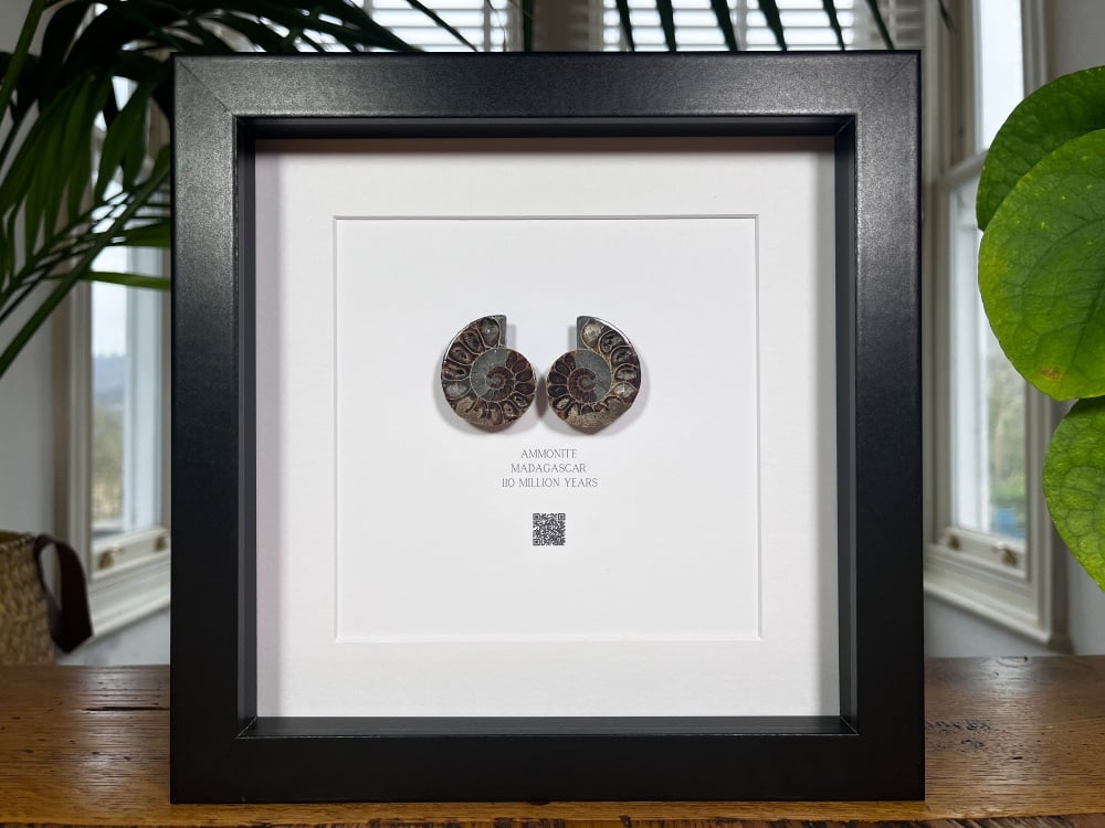 Ammonite in Frame