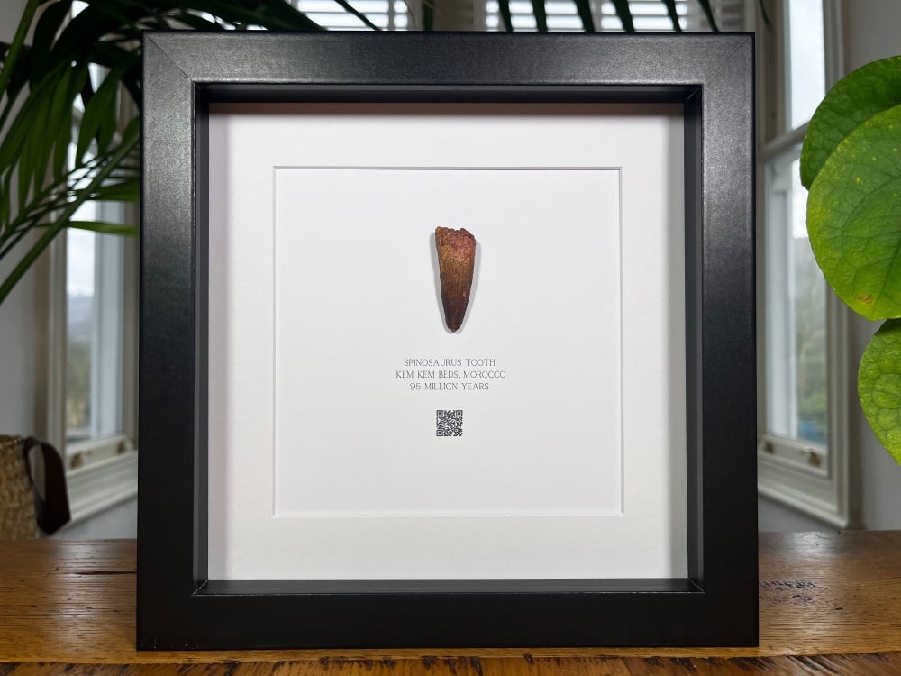Spinosaurus Tooth in Frame