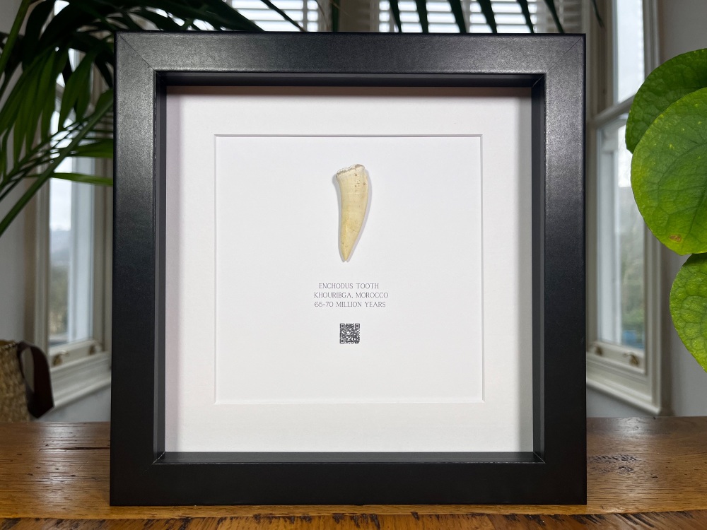 Enchodus Fish Tooth in Frame