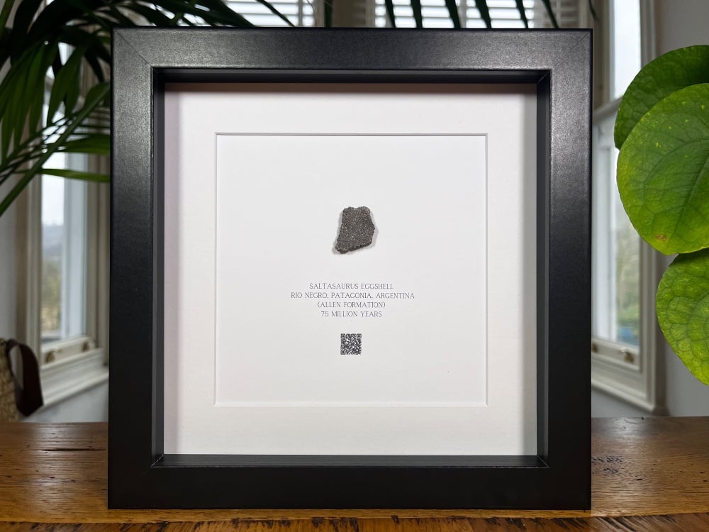 Saltasaurus Sauropod Eggshell in Frame