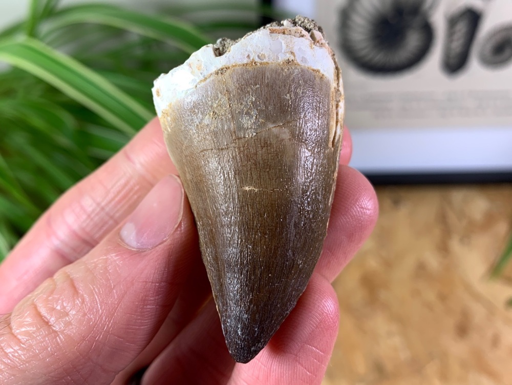 Mosasaur Tooth (2 inch) #01