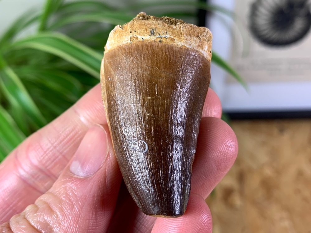Mosasaur Tooth (1.81 inch) #03
