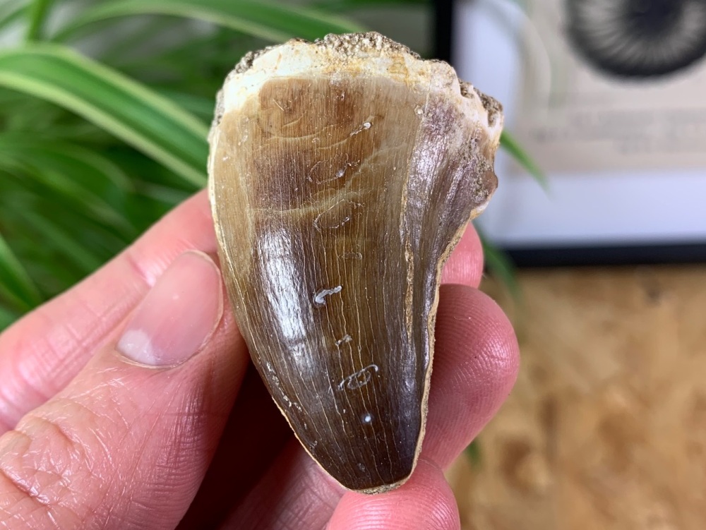 Mosasaur Tooth (1.75 inch) #05