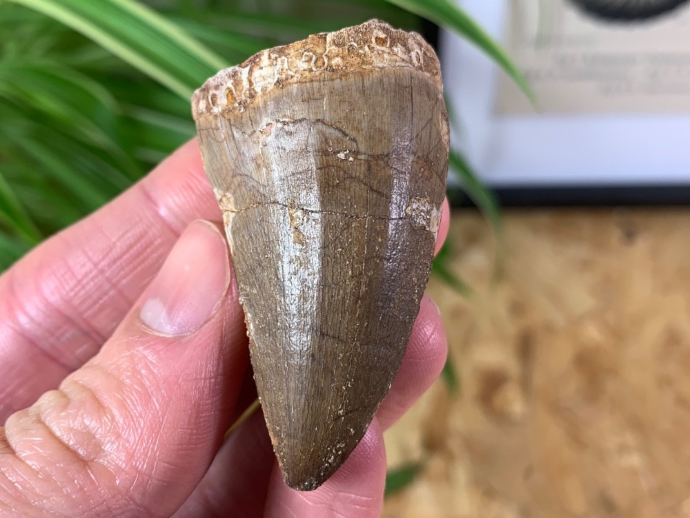 Mosasaur Tooth (2 inch) #06