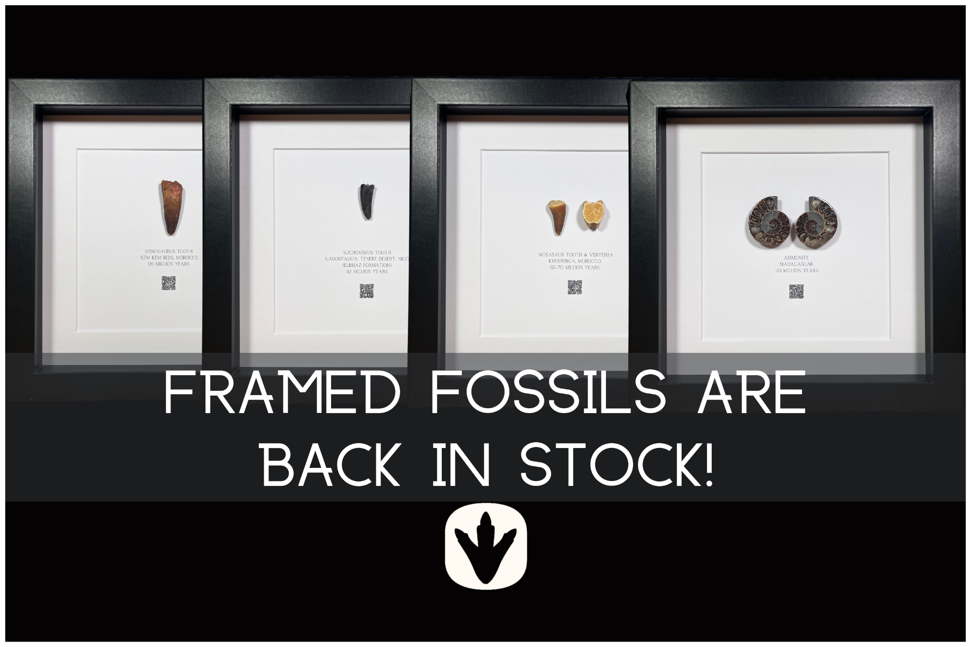 Framed Fossils