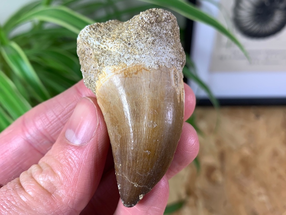Mosasaur Tooth (2.25 inch) #07