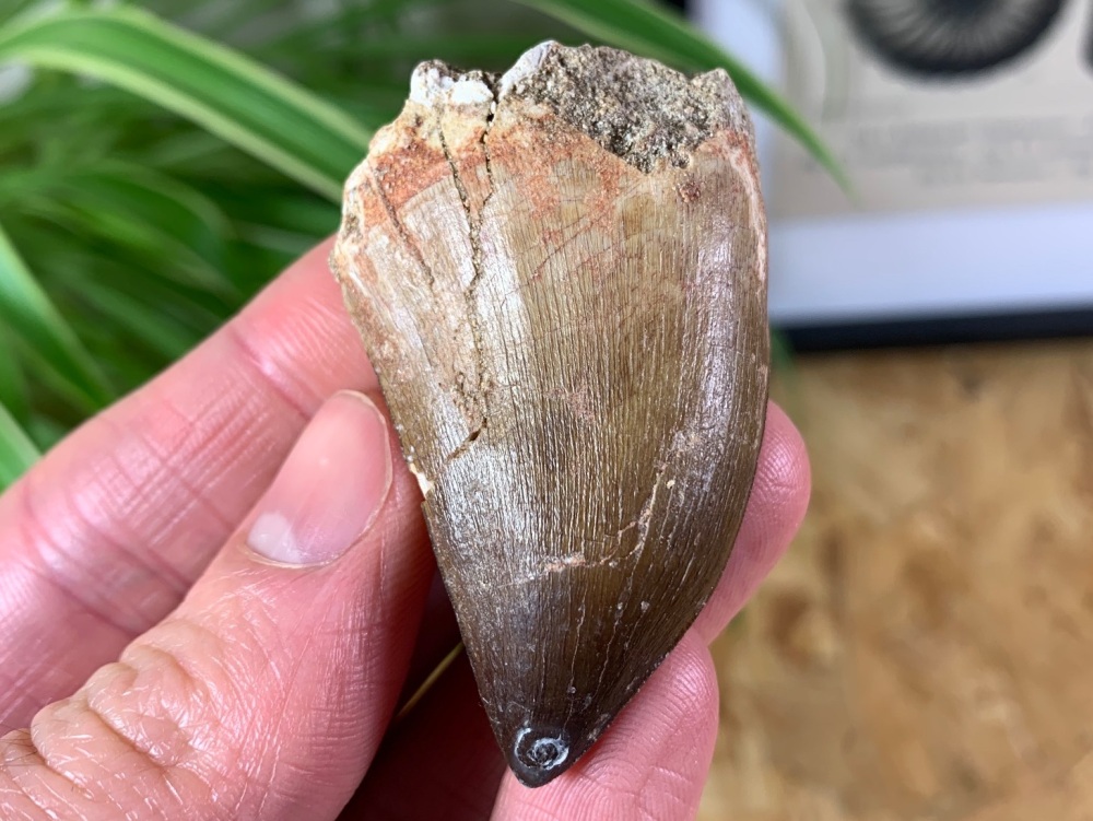 Mosasaur Tooth (2.06 inch) #08