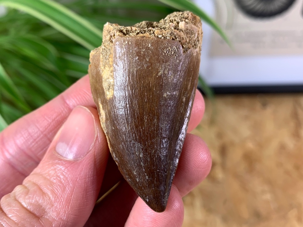 Mosasaur Tooth (1.97 inch) #09