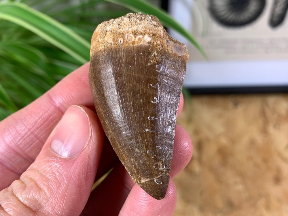 Mosasaur Tooth (1.97 inch) #11