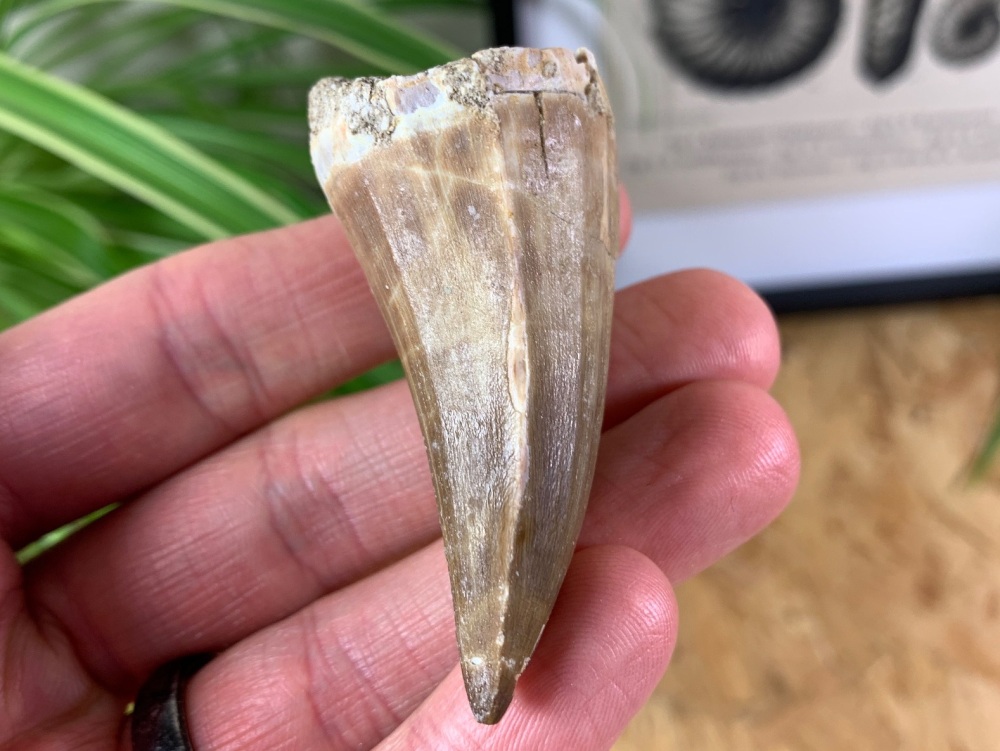 Mosasaur Tooth (2.31 inch) #12