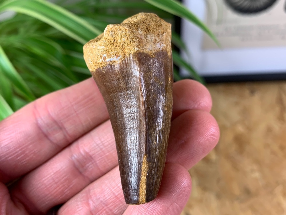 Mosasaur Tooth (2.25 inch) #13