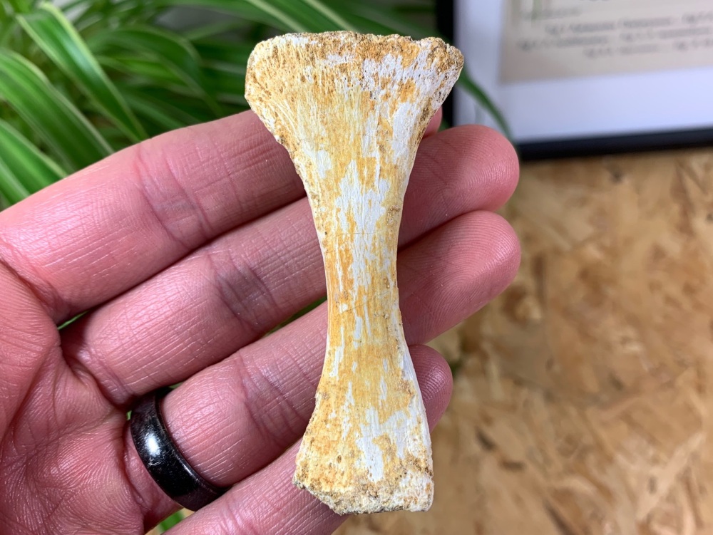 Mosasaur Paddle Bone #03