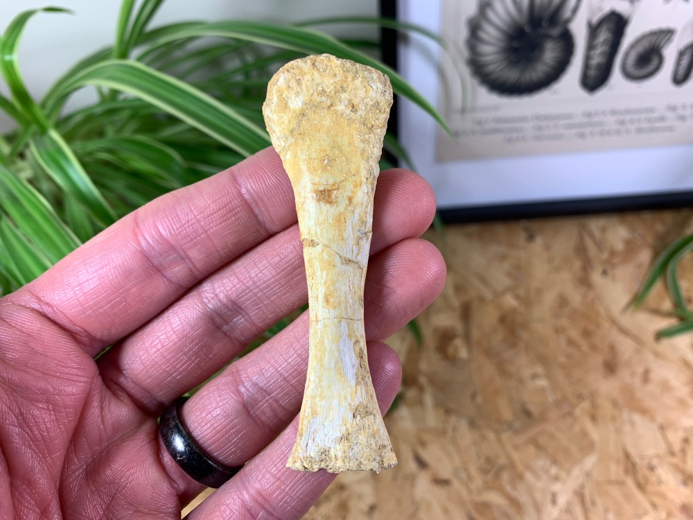 Mosasaur Paddle Bone #04
