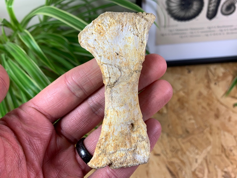 Mosasaur Paddle Bone #05