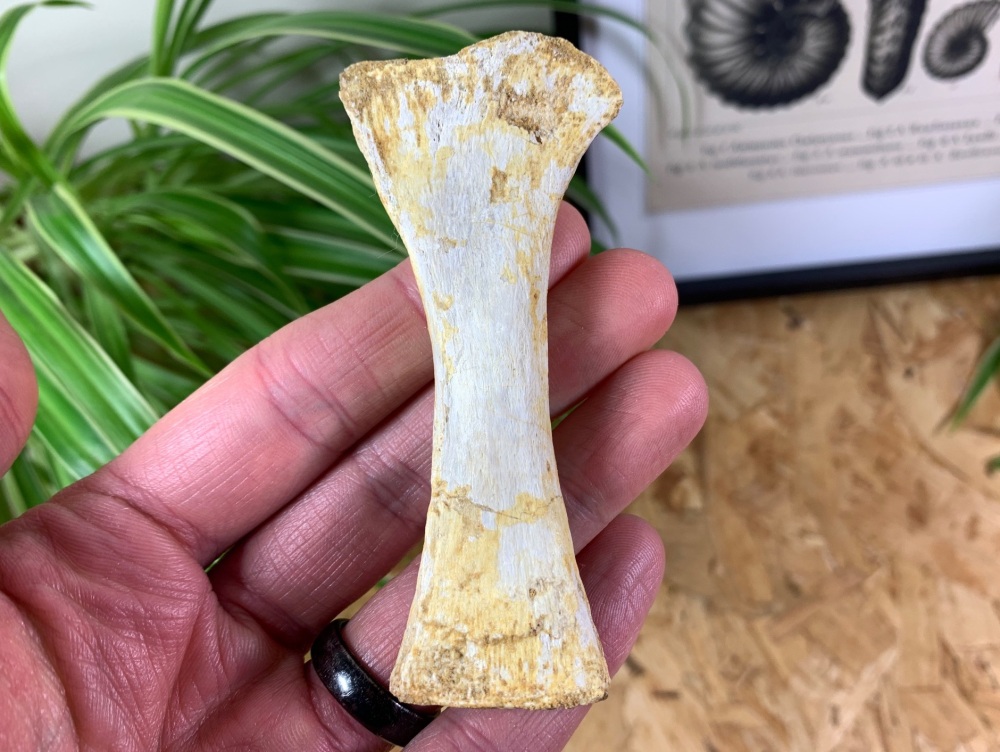 Mosasaur Paddle Bone #07