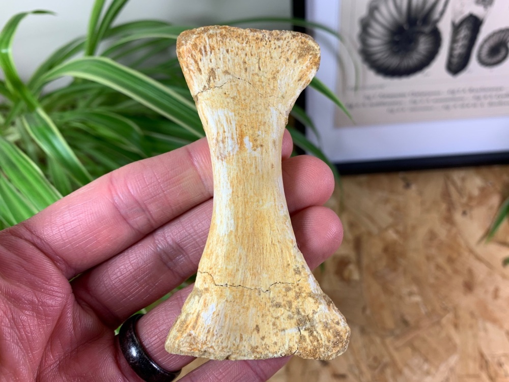 Mosasaur Paddle Bone #09
