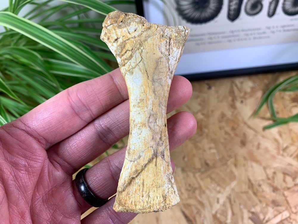 Mosasaur Paddle Bone #10