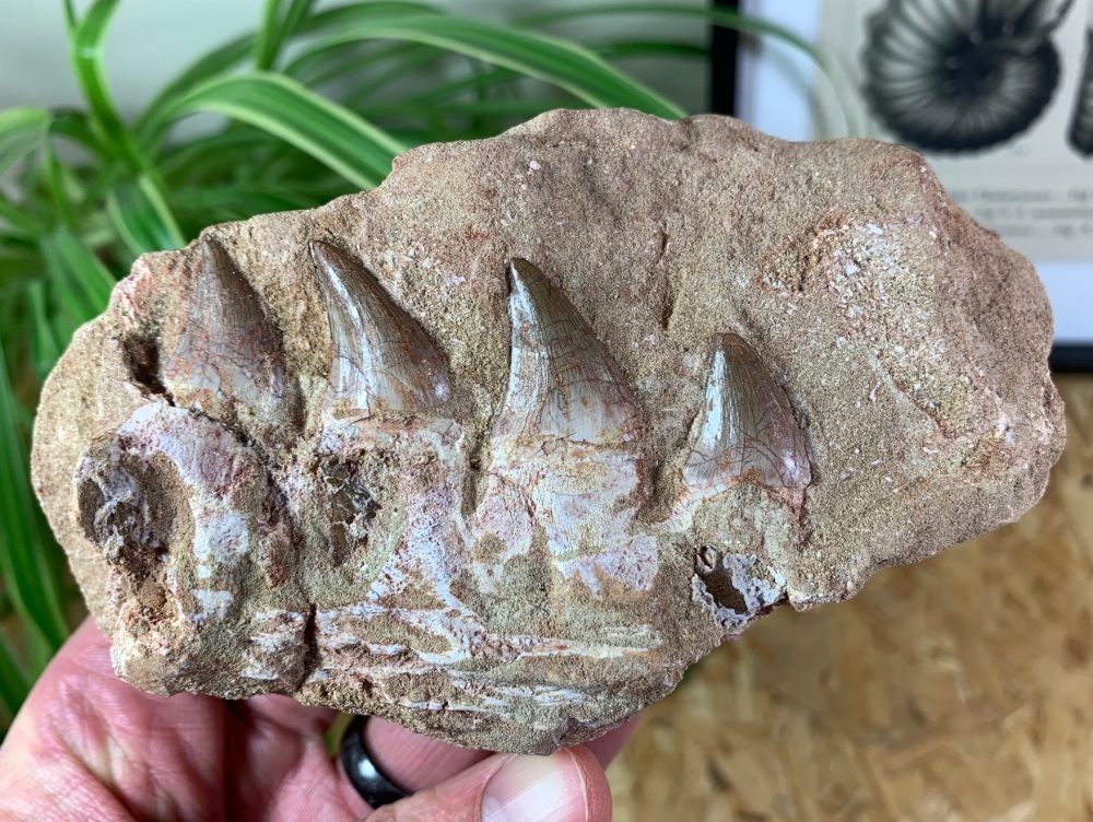 Mosasaur Jaw with Teeth  #01