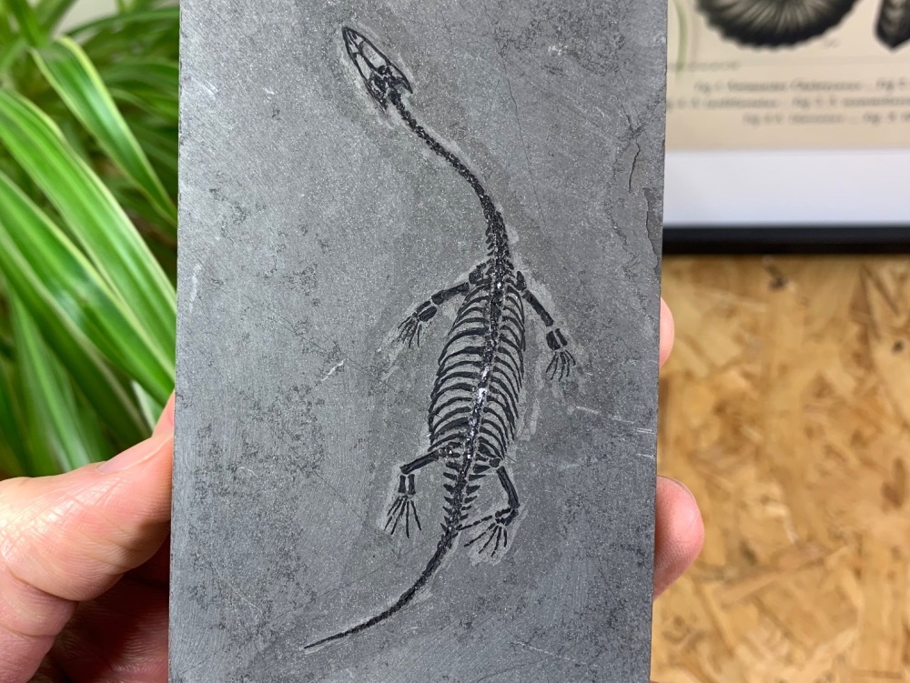 Keichousaurus hui Marine Reptile Skeleton #04
