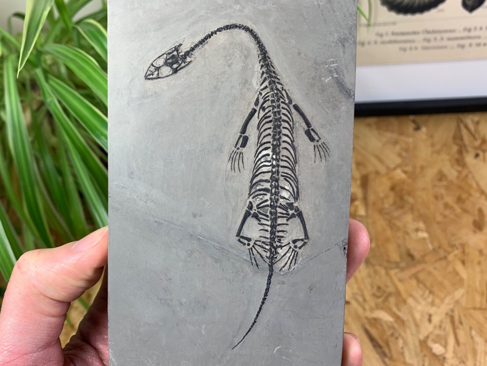 Keichousaurus hui Marine Reptile Skeleton #05