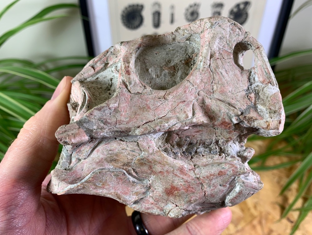 QUALITY Psittacosaurus Skull