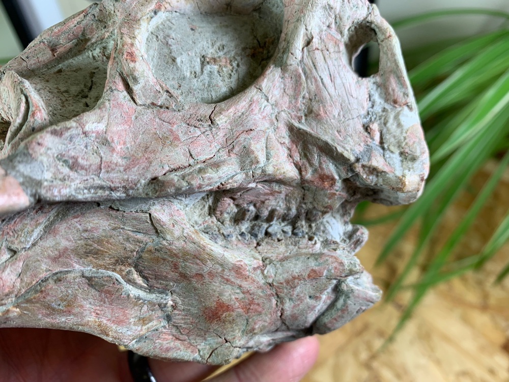QUALITY Psittacosaurus Dinosaur Skull