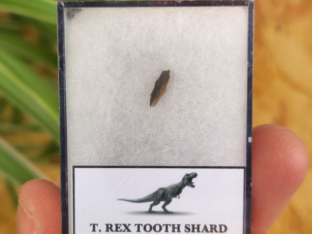 Tyrannosaurus rex Tooth Shard #02