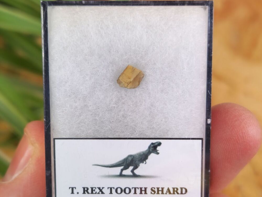 Tyrannosaurus rex Tooth Shard #03