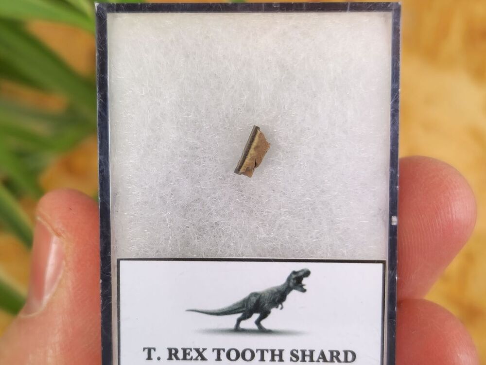 Tyrannosaurus rex Tooth Shard #06