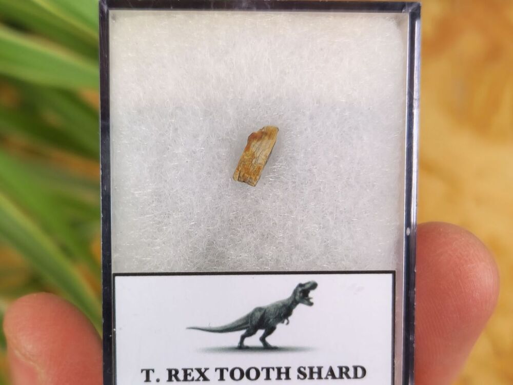 Tyrannosaurus rex Tooth Shard #08