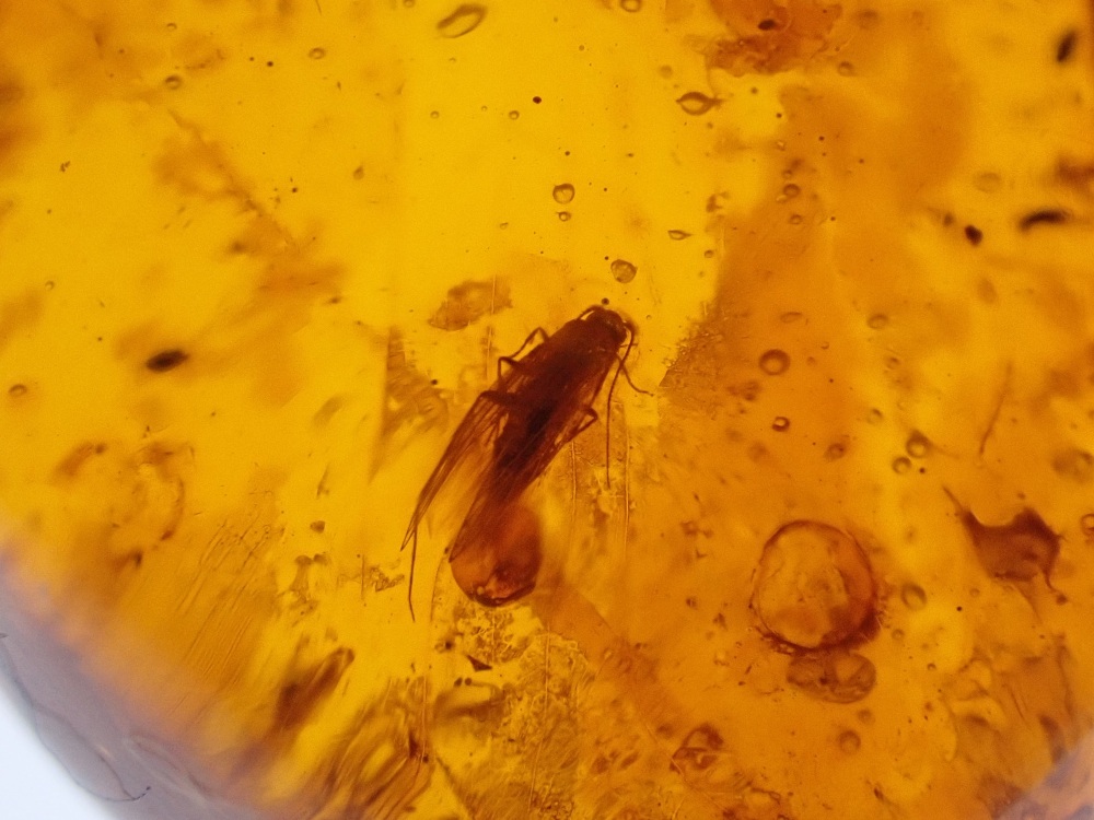 Dominican Amber Inclusion #01 (Winged Insect Inclusion)