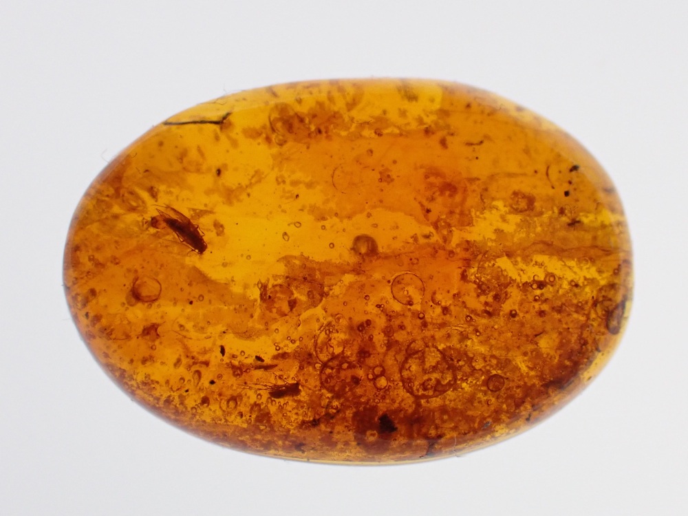 Dominican Amber Inclusion #01 (Winged Insect Inclusion)