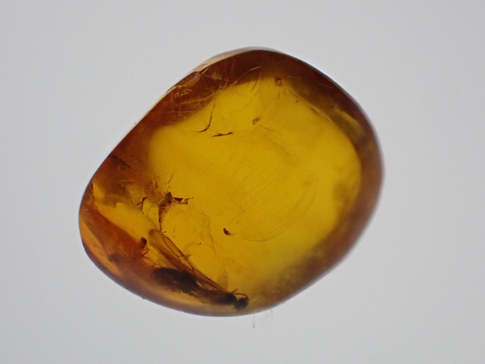 Dominican Amber Inclusion #02 (Winged Insect Inclusion)