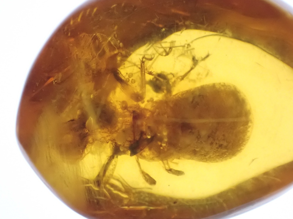 Dominican Amber Inclusion #03 (Termite Inclusion)