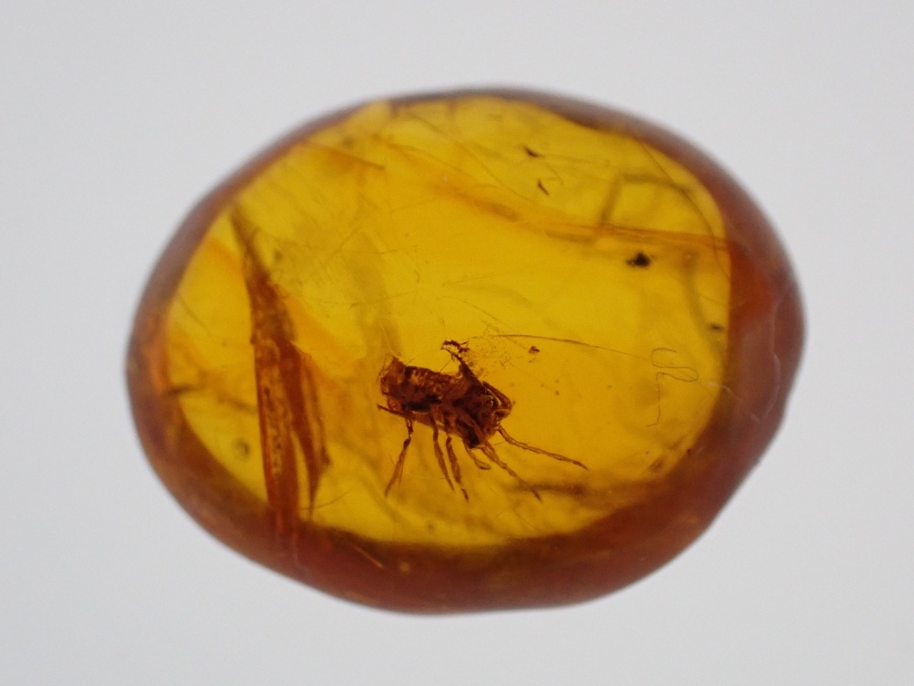 Dominican Amber Inclusion #05 (Planthopper Inclusion)