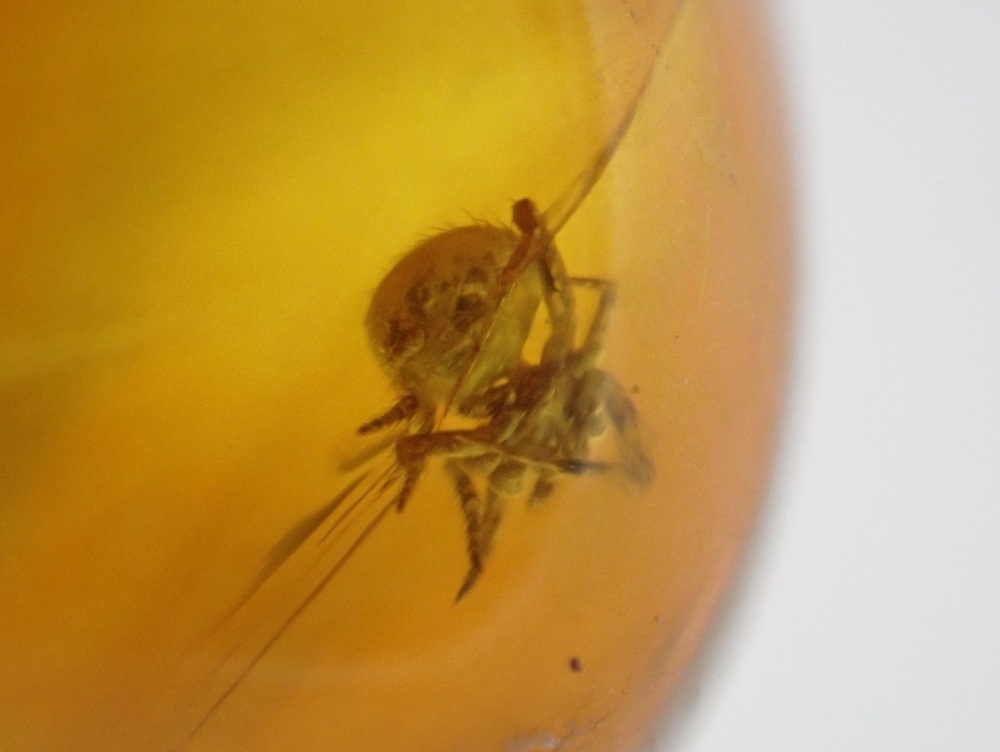 Dominican Amber Inclusion #07 (Spider Inclusion)