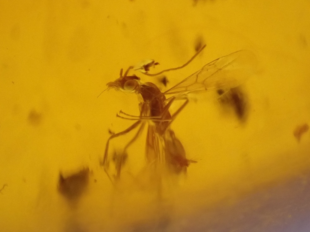 Dominican Amber Inclusion #09 (Winged Insect Inclusions)