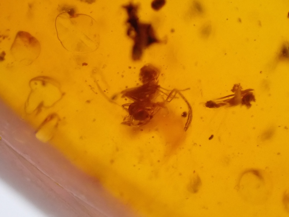 Dominican Amber Inclusion #09 (Winged Insect Inclusions)