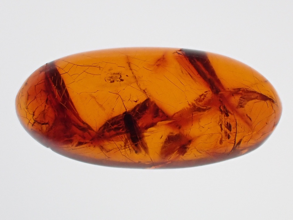 Dominican Amber Inclusion #11 (Winged Insect Inclusion)