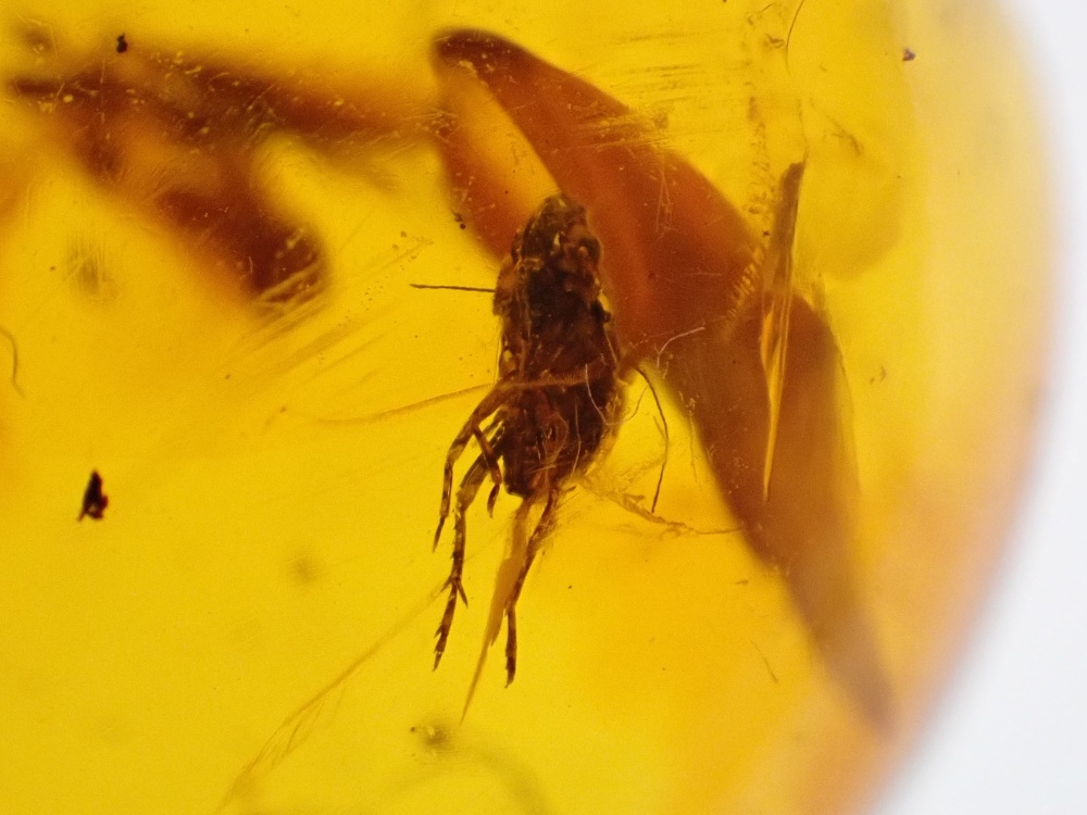 Dominican Amber Inclusion #12 (Winged Insect Inclusions)