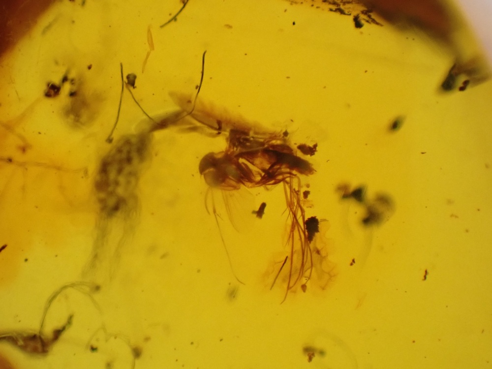 Dominican Amber Inclusion #12 (Winged Insect Inclusions)