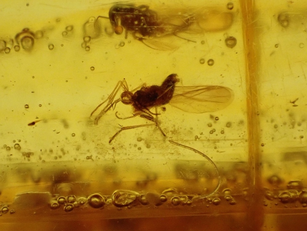 Dominican Amber Inclusion #13 (Winged Insect Inclusions)