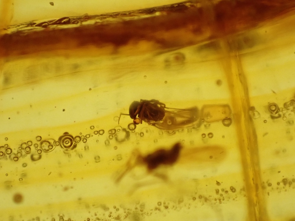 Dominican Amber Inclusion #13 (Winged Insect Inclusions)