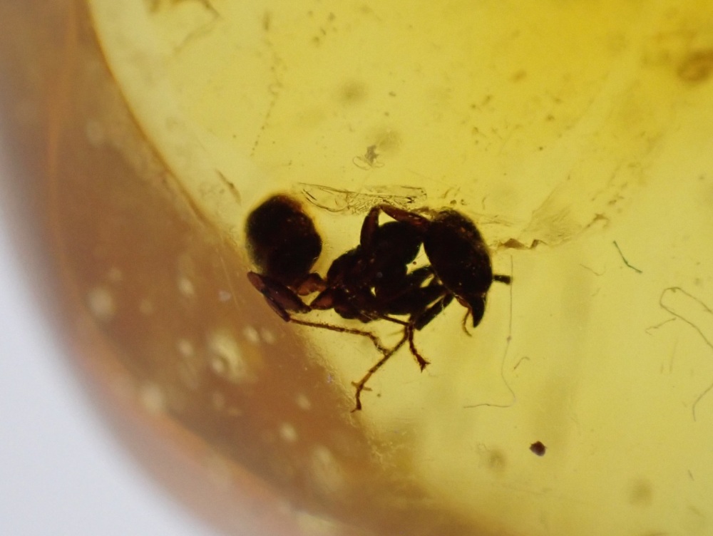 Dominican Amber Inclusion #17 (Ant and winged Insect Inclusions)