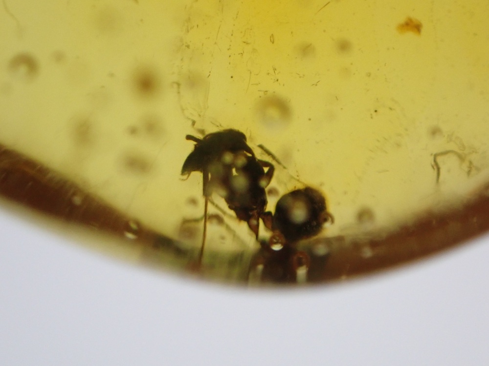 Dominican Amber Inclusion #17 (Ant and winged Insect Inclusions)