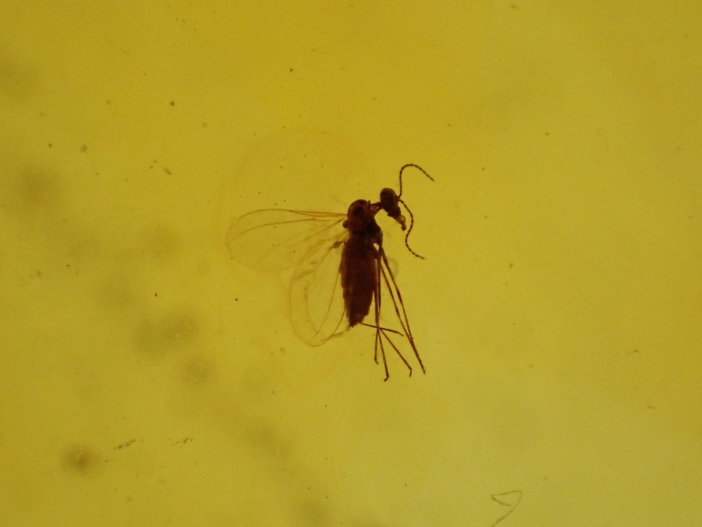 Dominican Amber Inclusion #19 (Winged Insect Inclusions)