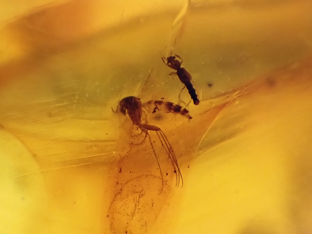 Dominican Amber Inclusion #20 (Winged Insect Inclusions)