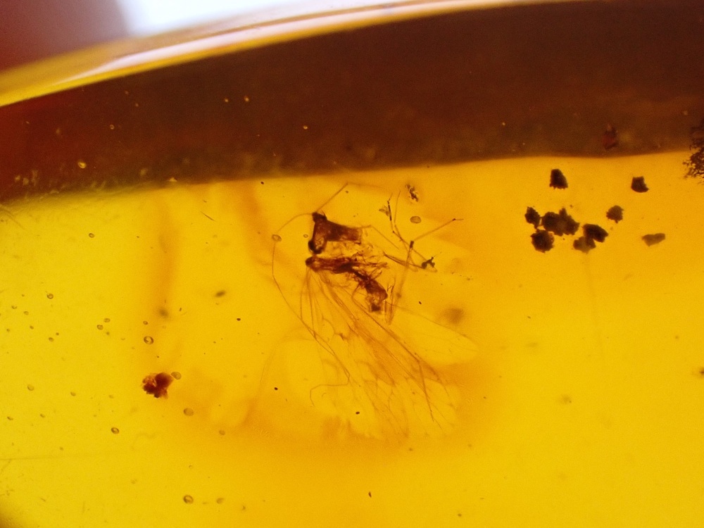 Dominican Amber Inclusion #20 (Winged Insect Inclusions)